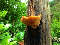 Gymnopilus aeruginosus