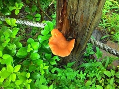 Gymnopilus aeruginosus