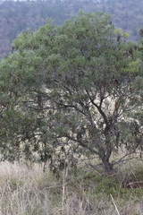 Acacia doratoxylon