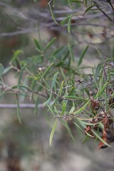 Acacia doratoxylon