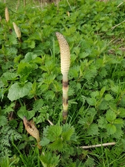 Equisetum telmateia
