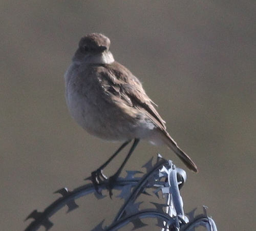 Sickle-winged Chat (Emarginata sinuata), photo 8