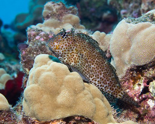 Leopard Blenny