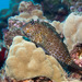 Leopard Blenny - Photo (c) 104623964081378888743, some rights reserved (CC BY-NC), uploaded by 104623964081378888743