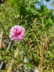 Portulaca