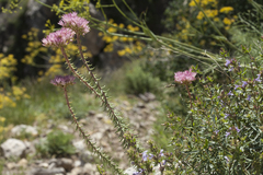 Pseudosedum longidentatum