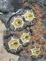 Cryptolepas rhachianecti
