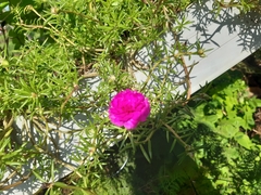 Portulaca