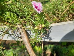 Portulaca