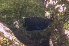 Plectroglyphidodon apicalis
