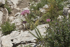 Dracocephalum integrifolium