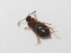 Anthobium atrocephalum
