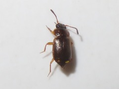 Anthobium atrocephalum