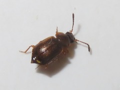 Anthobium atrocephalum