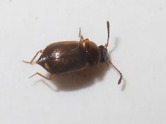 Anthobium atrocephalum