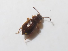 Anthobium atrocephalum