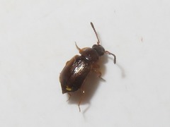Anthobium atrocephalum