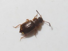 Anthobium atrocephalum