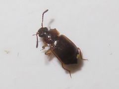 Anthobium atrocephalum