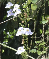 Thunbergia grandiflora