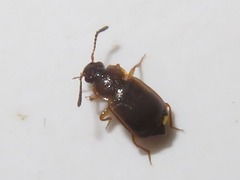 Anthobium atrocephalum