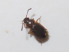 Anthobium atrocephalum