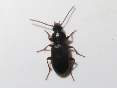 Pterostichus diligens