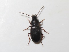 Pterostichus diligens