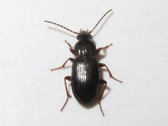 Pterostichus diligens