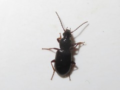 Pterostichus diligens