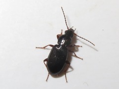 Pterostichus diligens