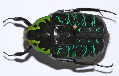 Euchroea coelestis