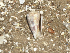 Conus amadis