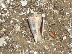 Conus amadis