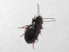 Pterostichus diligens