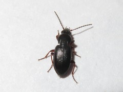 Pterostichus diligens