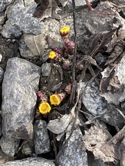 Tussilago farfara