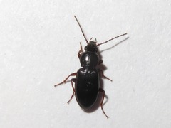 Pterostichus diligens