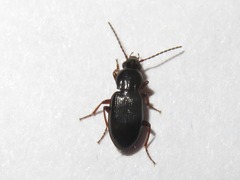 Pterostichus diligens