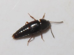 Tachinus corticinus