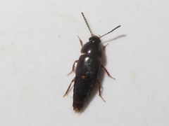 Tachinus corticinus