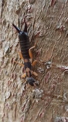 Cranopygia