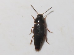 Tachinus corticinus