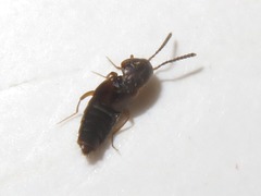 Oxypoda acuminata