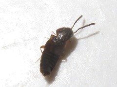 Oxypoda acuminata