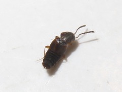 Oxypoda acuminata