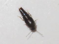 Habrocerus capillaricornis