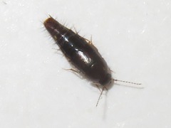 Habrocerus capillaricornis