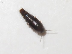 Habrocerus capillaricornis