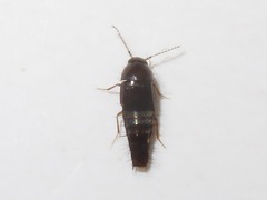 Habrocerus capillaricornis